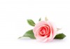 Sticker mural fleur rose