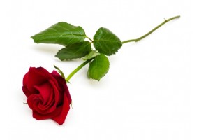 Autocollant Rose Rouge