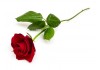 Autocollant Rose Rouge