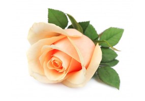 Sticker mural Rose Orange