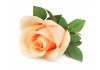 Sticker mural Rose Orange