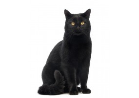 Autocollant Chat noir