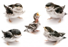 Autocollant Moineau