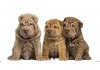 Sticker Chien Shar Pei