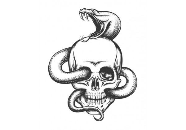 Dessin De T te De Serpent