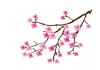Sticker chinois fleur sur branche