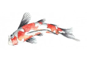 Autocollants carpe koi