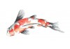 Sticker chinois poisson