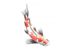 Sticker mural carpe koi peinture