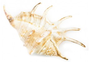 Sticker coquillage deco mer