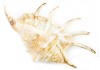 Sticker coquillage deco mer
