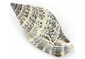 Autocollant  coquillage