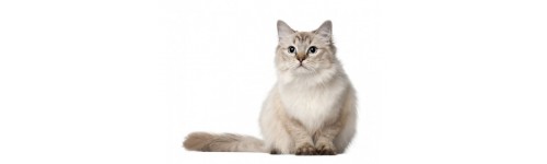 Chat ragdoll