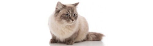Chat angora