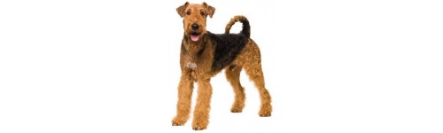 Chien airedale terrier