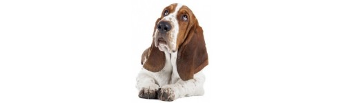 Chien basset