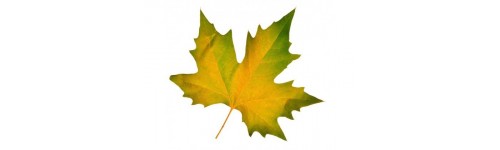 Feuilles